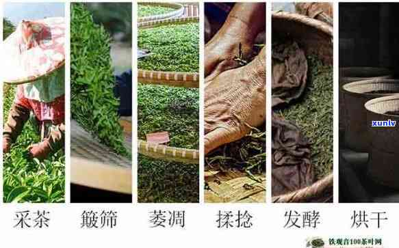 红茶 *** 关键工序：揭示红茶背后的秘密