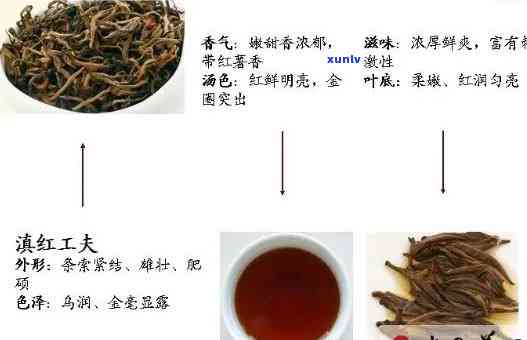 探究红茶 *** 工艺：种类与品种全解析