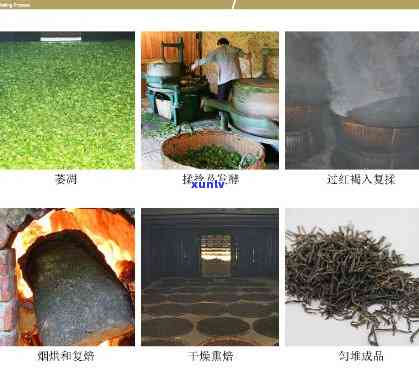 红茶加工工艺有哪些-红茶加工工艺有哪些种类