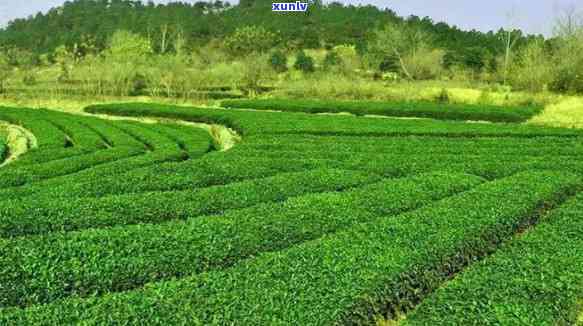 宜都茶叶，宜都：打造茶叶，提升区域经济竞争力