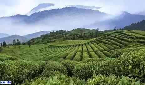 红茶可分为哪几大类，探究红茶的种类：揭秘红茶的三大分类