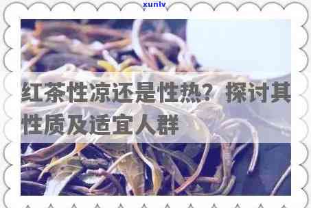 红茶是凉性的还是性的？解析其性质及适宜人群