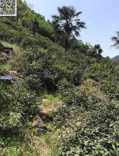 桐木野生红茶的口感特点，探秘桐木野生红茶的独特口感魅力