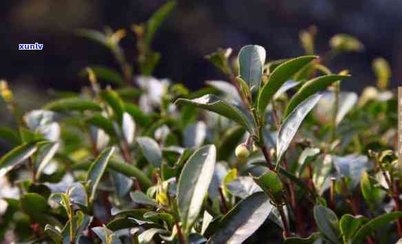 青岛冰岛茶饼批发商-青岛冰岛茶饼批发商 *** 