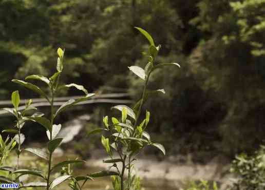 野生赤属于哪种茶-野生赤属于哪种茶类