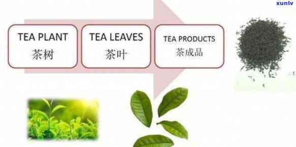 斯里兰卡产哪种茶类，揭秘斯里兰卡的茶叶宝库：哪些茶类在此地开？