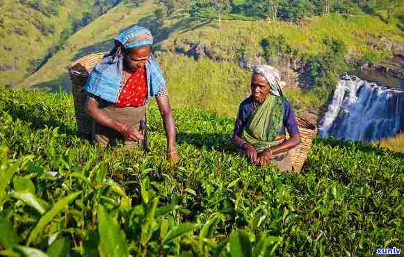 斯里兰卡的茶，探索斯里兰卡：揭秘茶叶