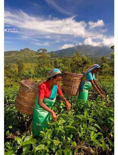 斯里兰卡的茶，探索斯里兰卡：揭秘茶叶