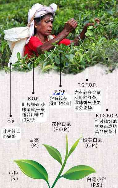 斯里兰卡的茶，探索斯里兰卡：揭秘茶叶