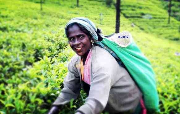 斯里兰卡的茶，探索斯里兰卡：揭秘茶叶