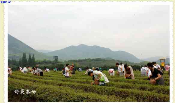 山黄芽属于哪种茶-山黄芽属于哪种茶种