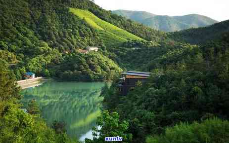 山黄芽属于哪种茶-山黄芽属于哪种茶种