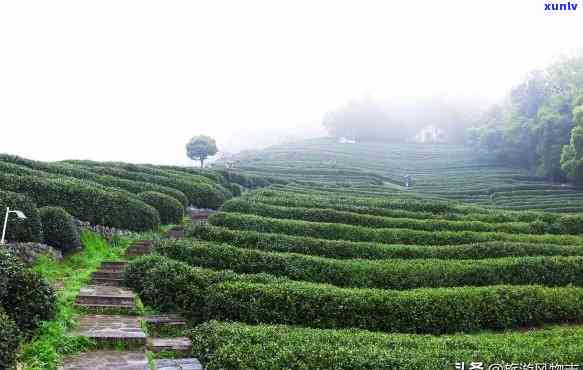 浙江州产哪种茶叶最多，揭秘浙江州：最产哪种茶叶？