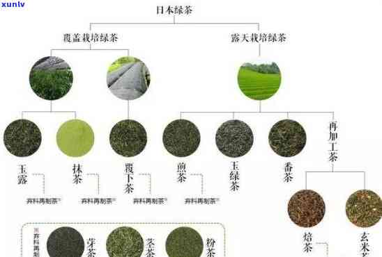 哪种茶被称为茶？探讨茶之首与其他种类的区别