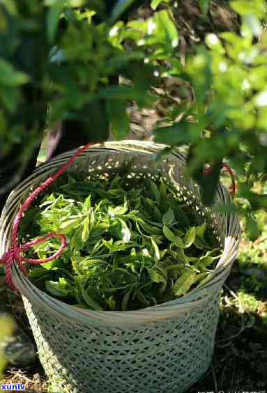 哪种茶味道重，探讨茶叶口味：哪种茶的味道更重？