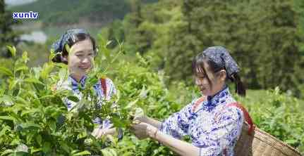 哪种茶闻起来味道臭-哪种茶闻起来味道臭臭的