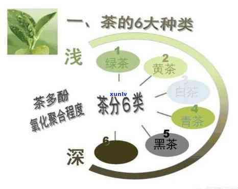 哪种茶抗氧化效果好，探索抗氧化效果的茶叶种类