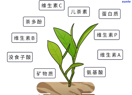 哪种茶抗氧化性最强？比较各种茶叶的抗氧化效果