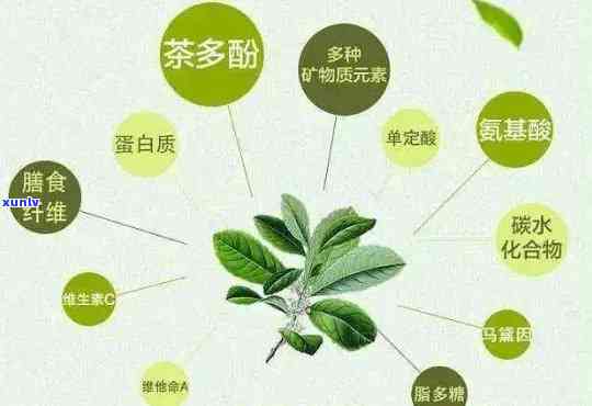 帝泊洱普洱茶珍直播