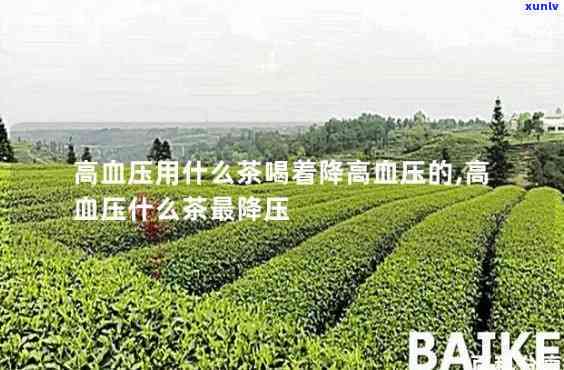 什么茶对高血压有效果，降压有方：哪种茶叶对高血压最有效？