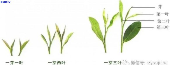 河南信阳的茶叶，品味中原韵味：探寻河南信阳茶叶的世界之美