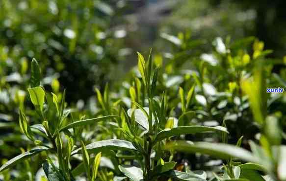 哪些茶有明前茶？品鉴明前茶味道及优质推荐