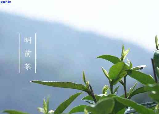 明前哪些茶可以入手-明前有什么茶