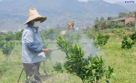 哪些茶不需要打农药-哪些茶不需要打农药的