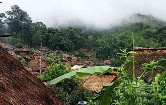 丙令普洱茶：探寻云南丙令村的独特风味与历