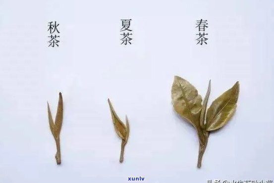 如何区分春茶和秋茶的区别，春与秋茶叶：如何辨别它们的不同之处？