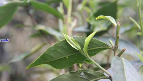 春茶与秋茶各有什么特点，探究春茶与秋茶的特点差异