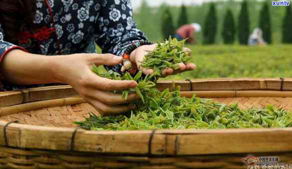 如何区分春茶和秋茶-如何区分春茶和秋茶的外形