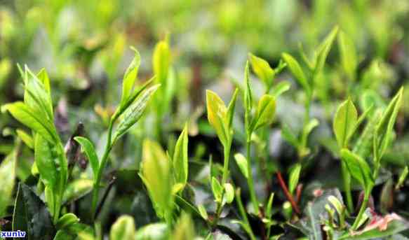 如何区分春茶和秋茶-如何区分春茶和秋茶的外形