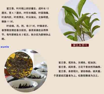 蜜兰香单枞茶的功效，揭秘蜜兰香单枞茶的神奇功效，你不可不知！