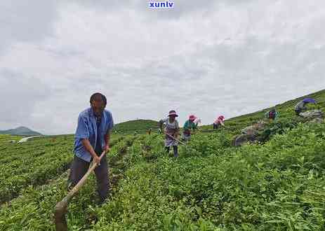 新茶与老茶口感比较：哪一种更胜一筹？