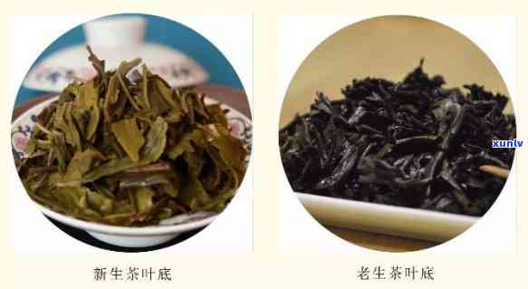 如何区分新茶与老茶的区别，茶叶小百科：如何区分新茶与老茶？