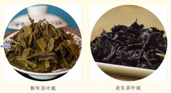 怎么区分新旧茶：全面解析新旧茶叶的区别与判断 *** 