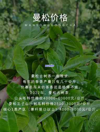 曼松古树贡茶：口感如何？好喝吗？知乎网友评价解析