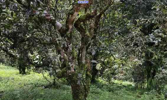 曼松古树茶特点，探索神秘的曼松古树茶：其独特特点与魅力