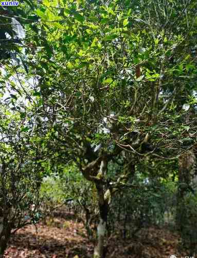 探寻倚邦古树茶：产地、特点及价值解析