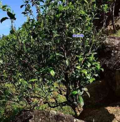 倚邦古树茶曼松价格-2021年倚邦古树茶价格