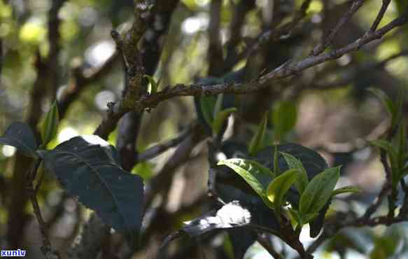 倚邦古树茶曼松价格-2021年倚邦古树茶价格