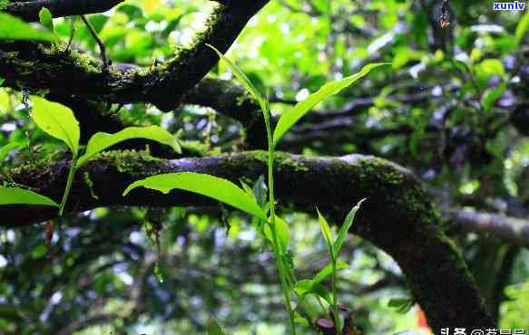 曼松茶：哪几个寨子最知名？解析曼松茶的产地与特点