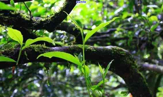 曼松古树茶是什么香型的，「揭秘」曼松古树茶的独特香型究竟是什么？