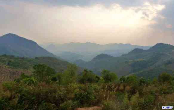 曼松古树茶在哪个山头，揭秘曼松古树茶的生长地：探寻其神秘的山头来源