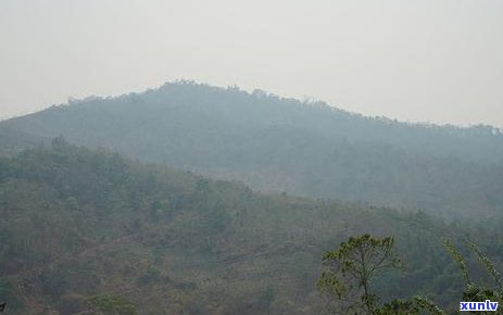 曼松老寨的茶怎么样好喝吗，揭秘曼松老寨茶：口感如何，是否值得一试？