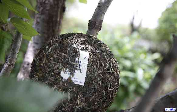 象明曼林古树茶：探索其独特特点与象明茶厂的优质茶叶