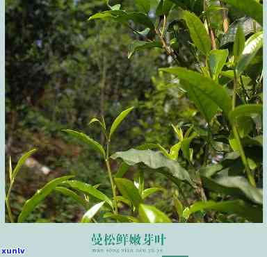 则道曼松贡茶王子山精选，探索精选好茶：曼松贡茶王子山的奇妙旅程