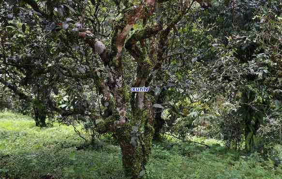 曼松古树茶口感特点介绍，探秘曼松古树茶的特别口感魅力