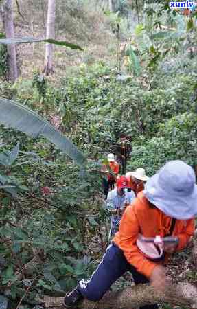 2020年曼松古树茶价格：每公斤多少？古茶树数量有多少？